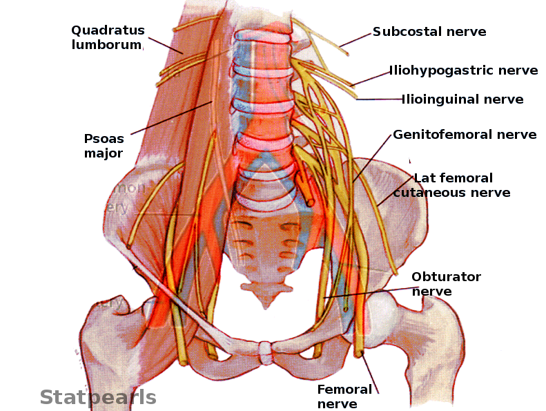 <p>Pelvic Nerves