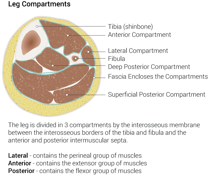 <p>Leg Compartments