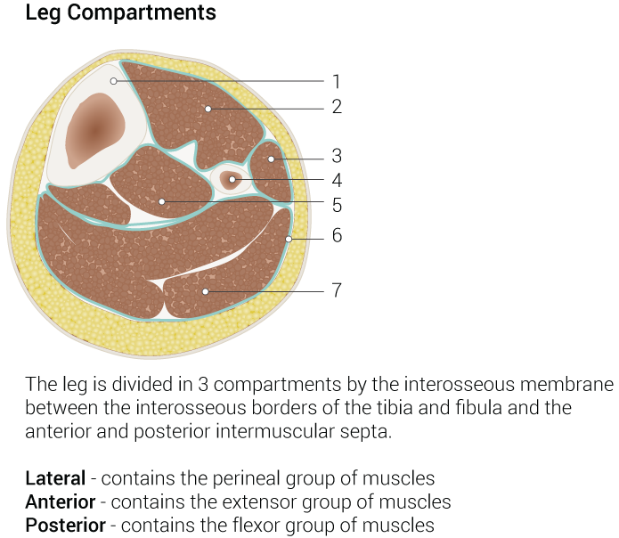 <p>Leg Compartments