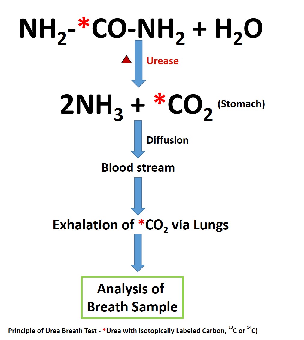 <p>Urea Breath Test Pathway</p>