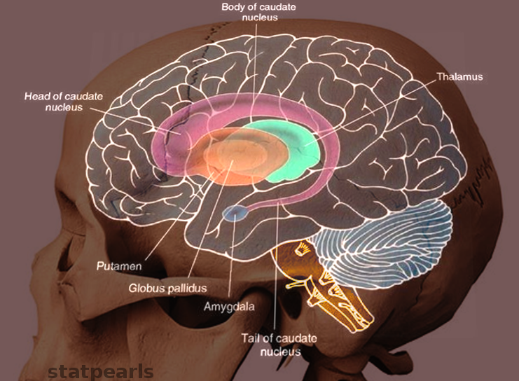 <p>Putamen&nbsp;and Caudate Nucleus</p>