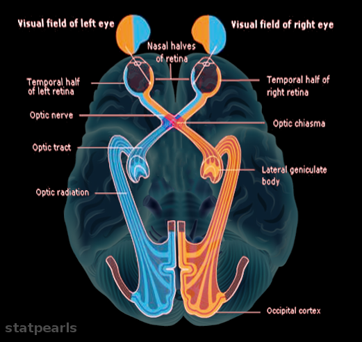 Optic chiasm