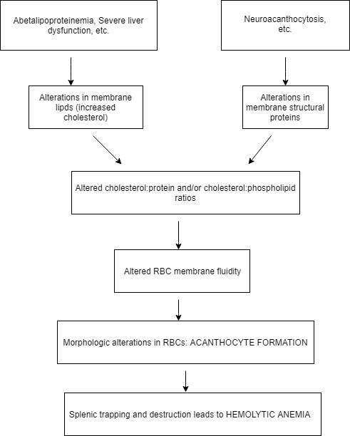 Pathophysiology of Acanthocytosis.