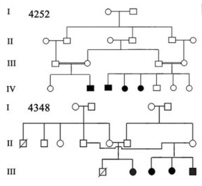 Image 1: Pedigree of a Prevalent Autosomal Recessive Disease