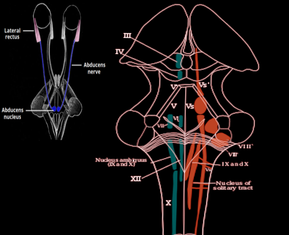 Abducens nucleus