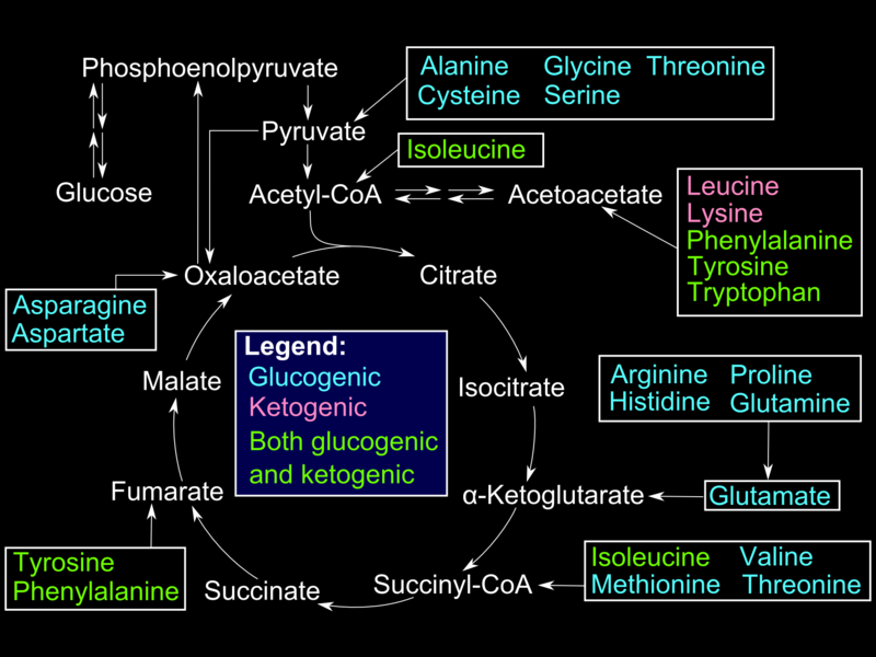 <p>Glucogenic Amino Acids. This illustration shows&nbsp;how the glucogenic amino acids enter the Krebs cycle.</p>