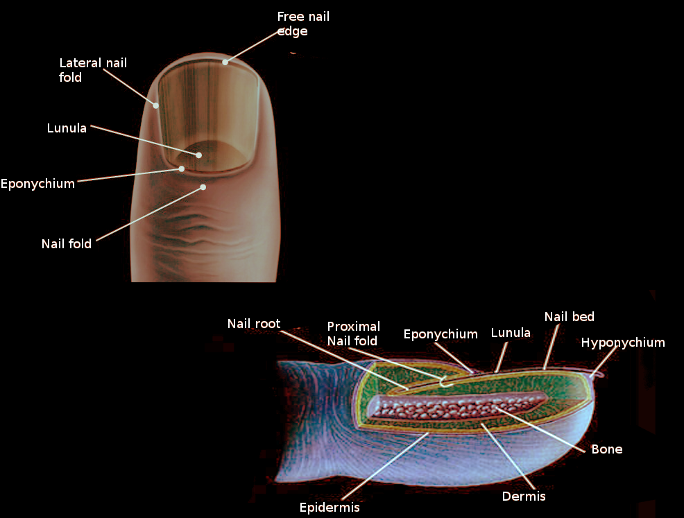 Nail anatomy