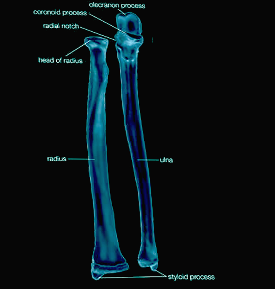 Radius &#x26; ulna