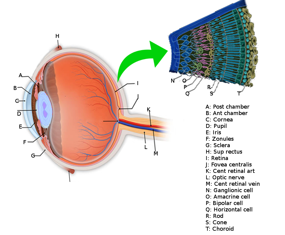 <p>Retina Anatomy</p>