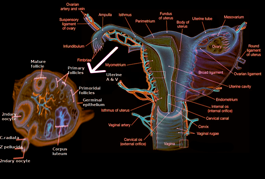 Ovary anatomy