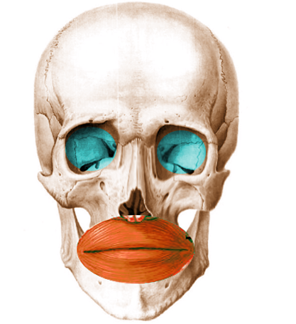 Orbicularis oris