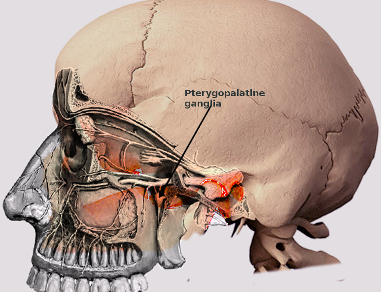 Pterygopalatine ganglia