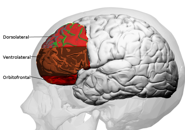 Prefrontal cortex