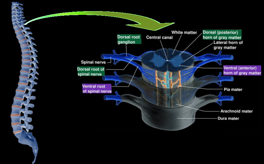 Spinal cord morphology