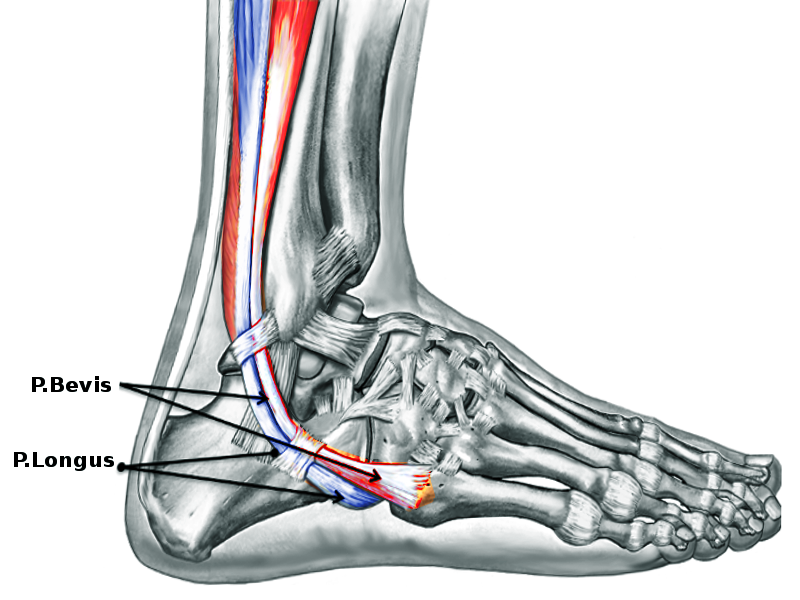 Peroneous longus