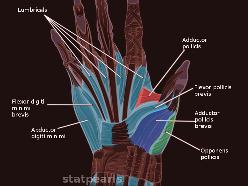 Hypothenar eminence