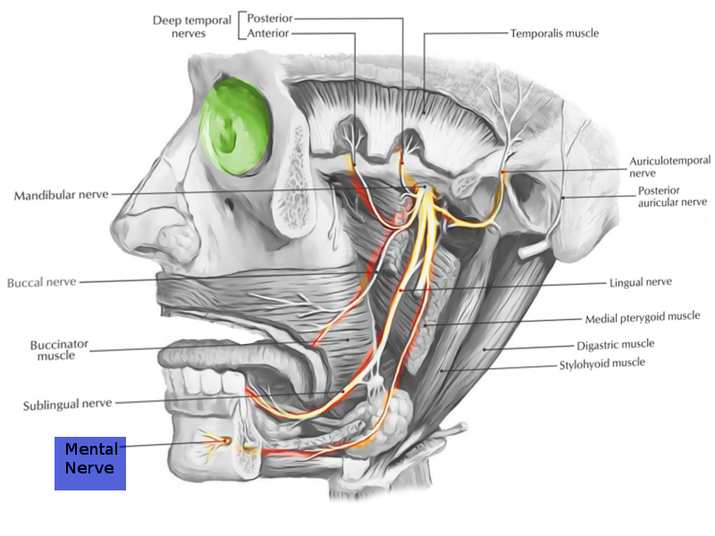 <p>Mental Nerve</p>