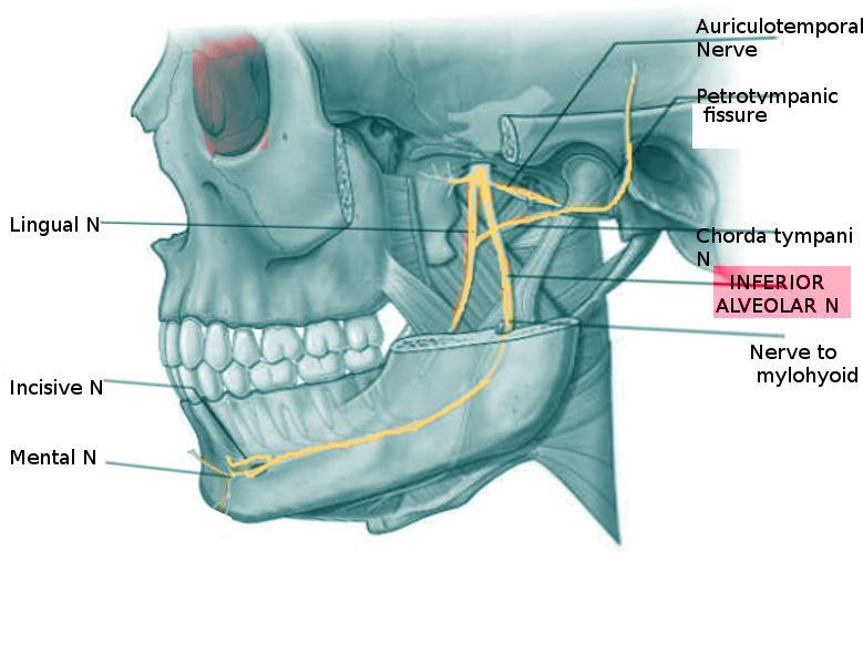 Inferior Alveolar N