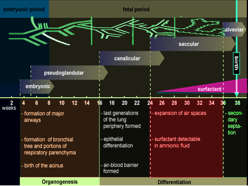 Lung development