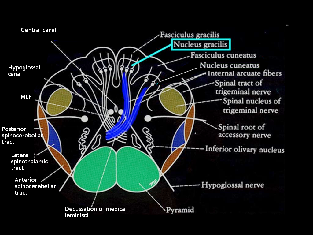 Nucleus gracilus