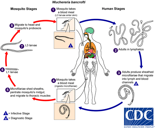 W.Bancrofti lifecycle