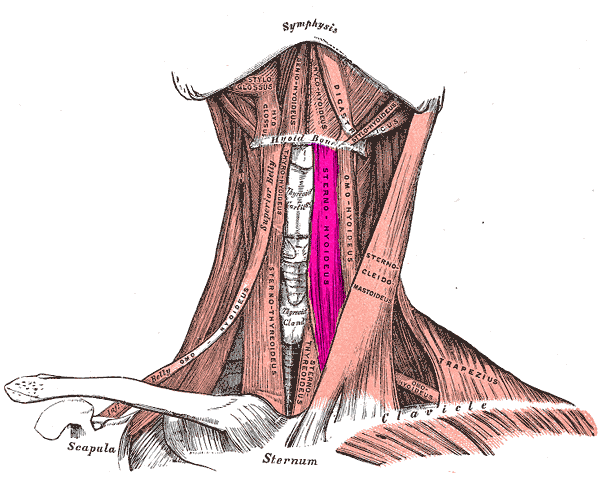 Sternohyoid muscle