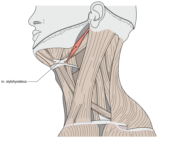 Stylohyoid muscle