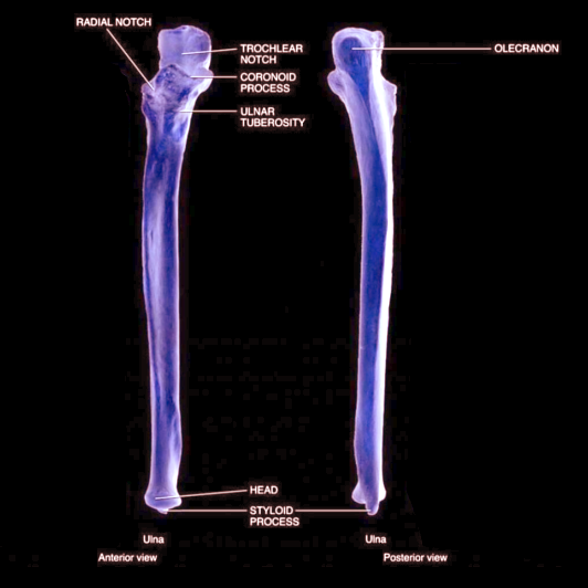 Ulna anatomy