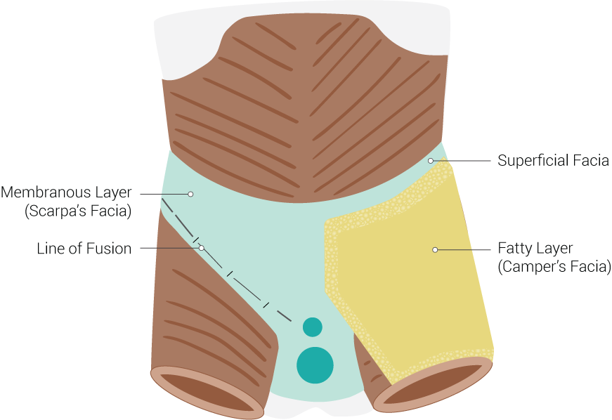 <p>Fascial Layers