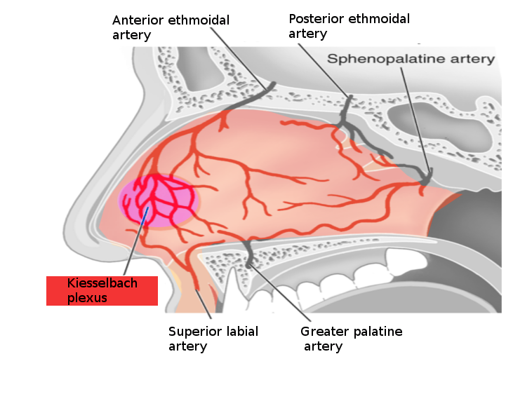 Nose bleed vessels