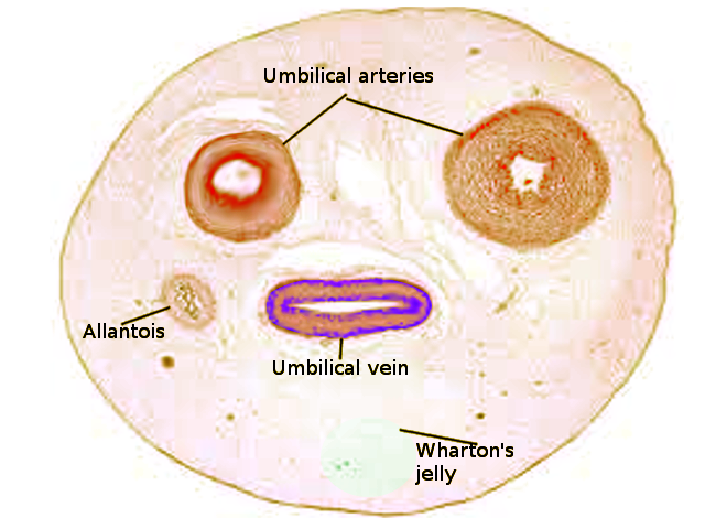 Umbilical cord