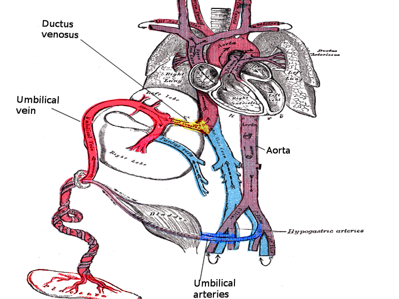 Umbilical vessels