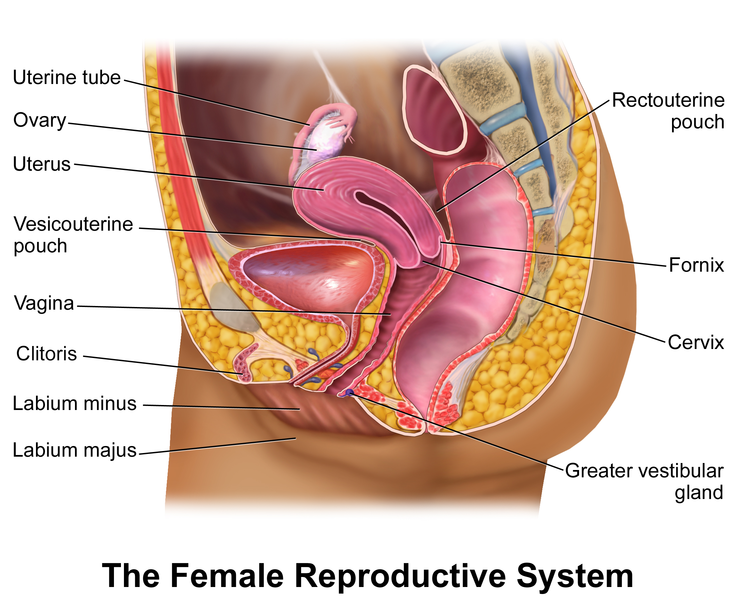 Female reproductive anatomy