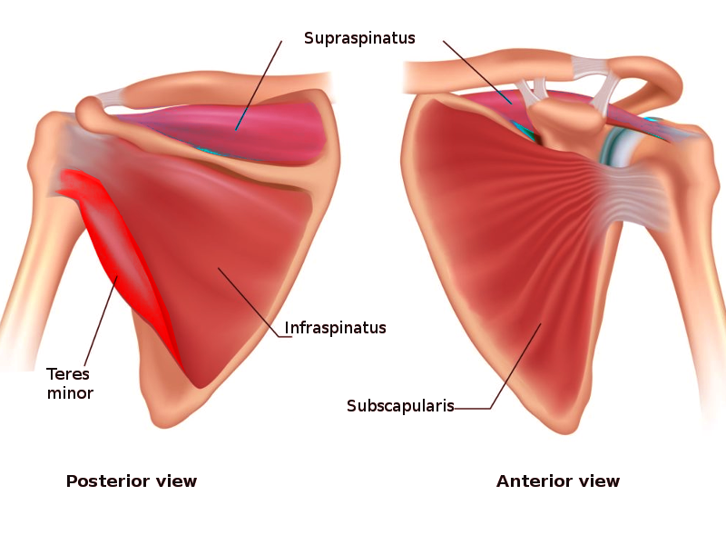 Rotator cuff muscles