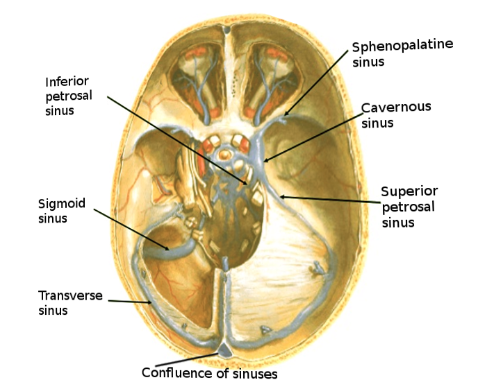 Brain sinuses