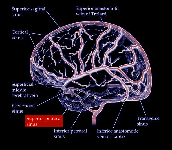 Brain sinuses