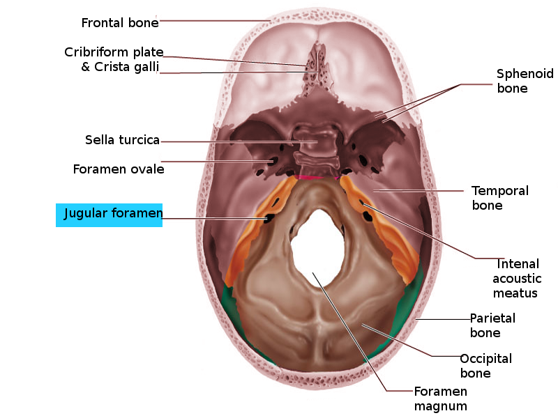 Jugular foramen