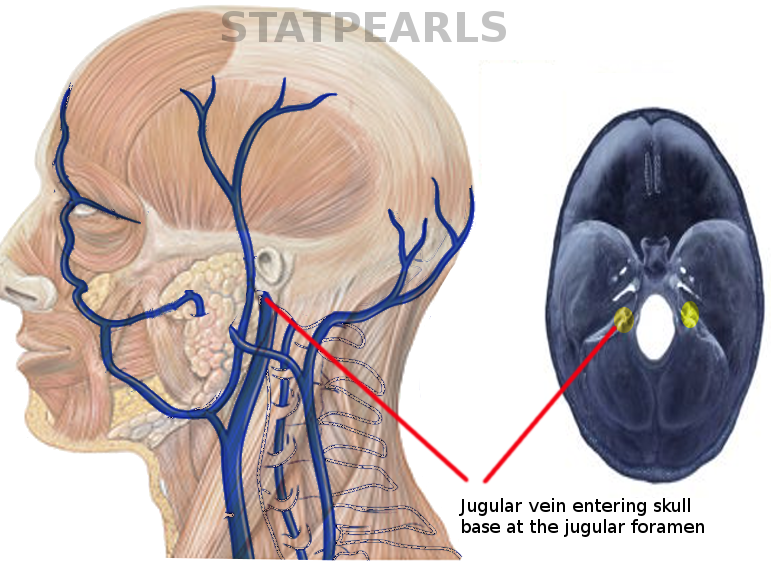 Jugular foramen