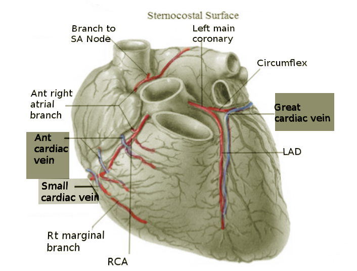 Cardiac veins