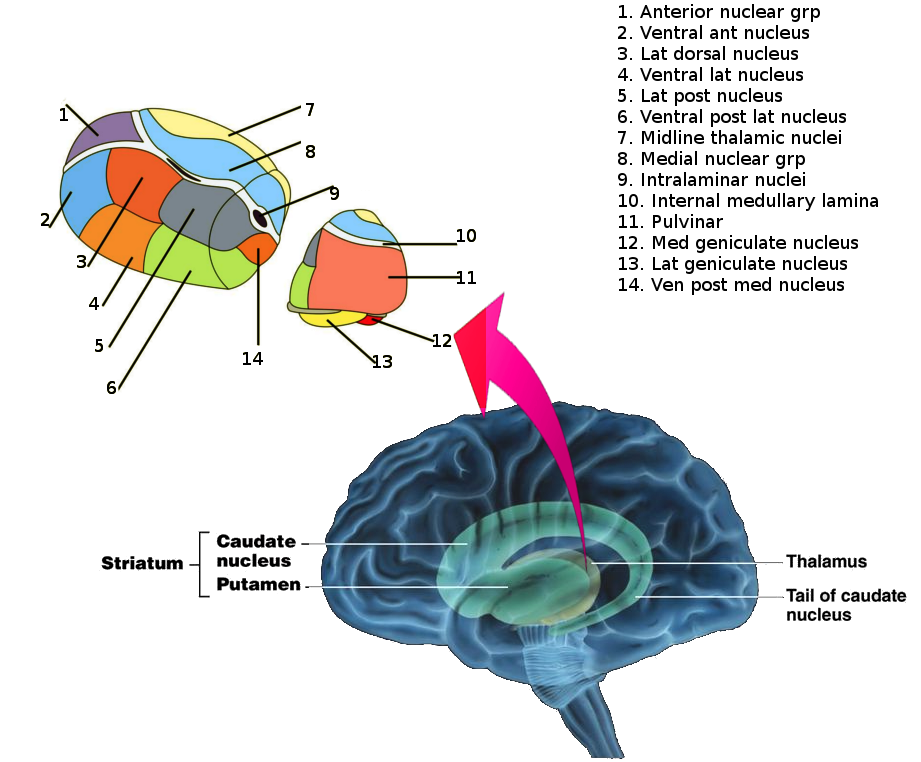 Thalamic nuclei