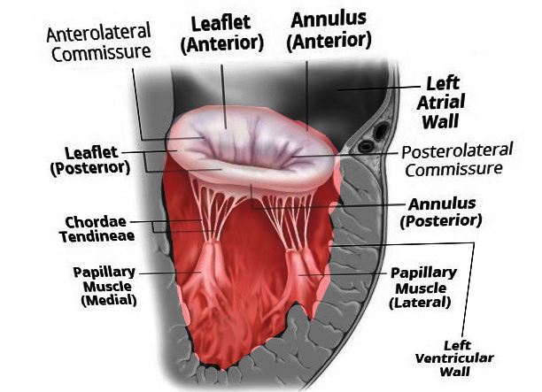 <p>Mitral Valve Anatomy</p>