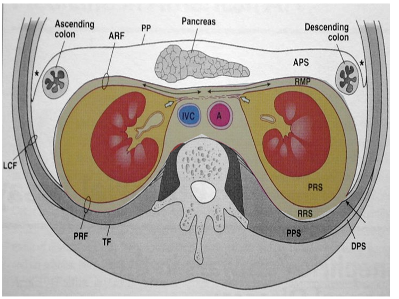 Retroperitoneum