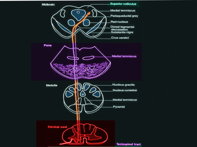 Tectospinal tract