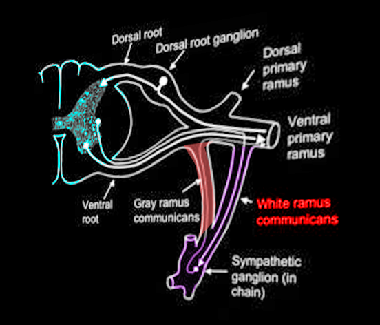 White rami communicans