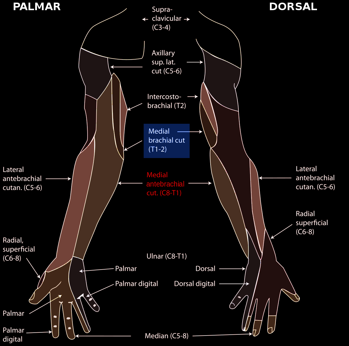 Medial antebrachial nerve