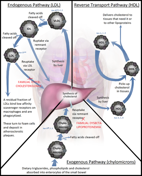 <p>Lipoprotein Metabolism</p>