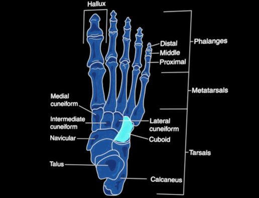 Cuboid bone