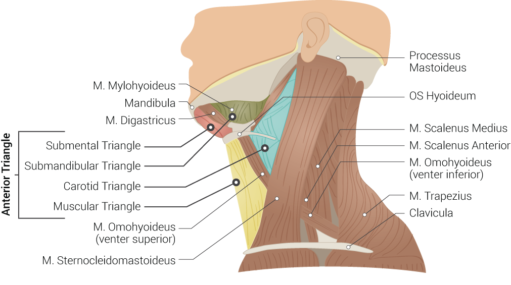 <p>Neck Anatomy