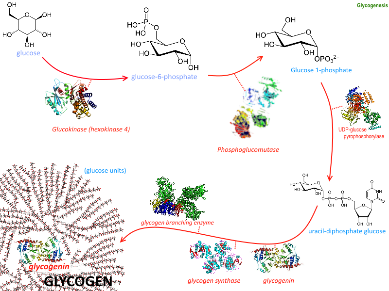 Glycogenesis