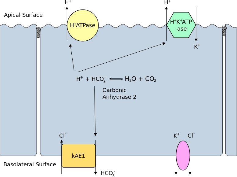 <p>Carbonic Anhydrase 2 Activity in the Type A Renal Intercalated Cell